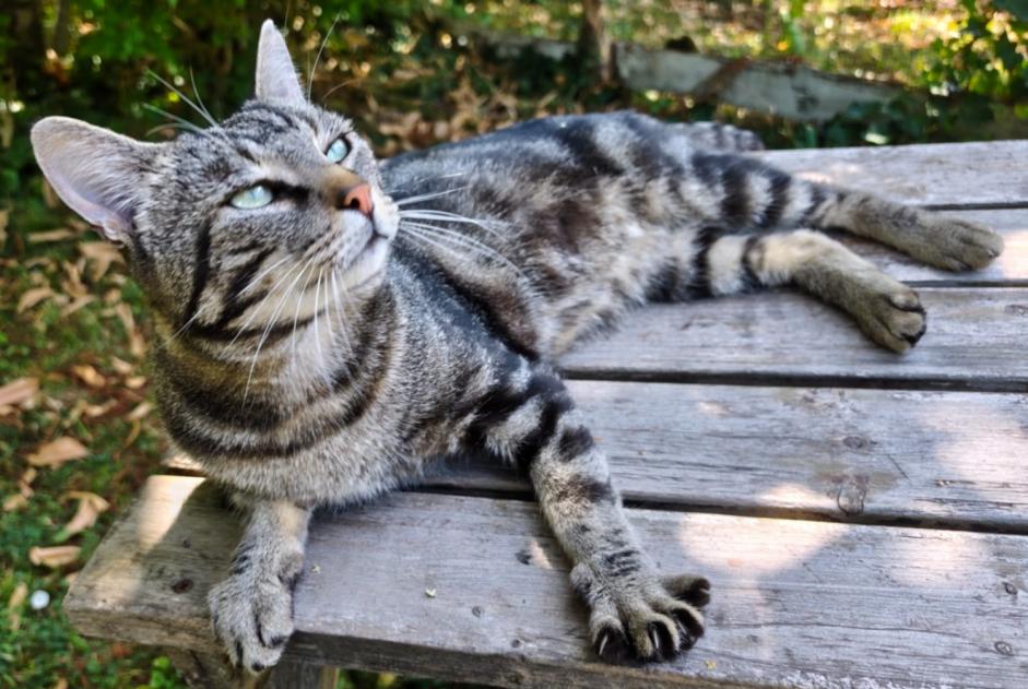 Alerta de Hallazgo Gato Macho Loire-Authion Francia