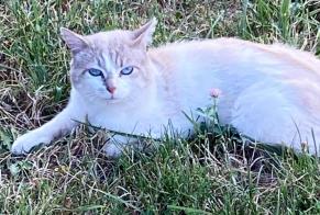 Alerta de Hallazgo Gato Macho Entrelacs Francia
