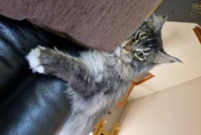 Alerta de Desaparición Gato  Macho , 6 años Besny-et-Loizy Francia