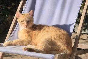 Alerta de Desaparición Gato  Macho , 11 años Tarbes Francia