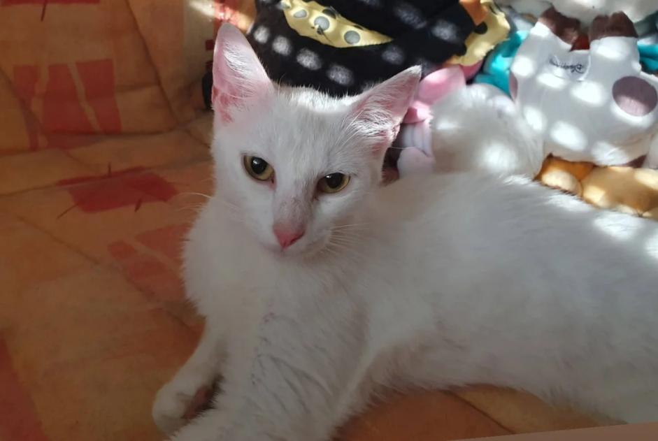 Alerta de Hallazgo Gato Hembra Mauléon Francia