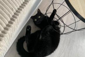 Alerta de Desaparición Gato Hembra , 2 años Saint-Prest Francia