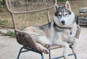 Alerta de Desaparición Perro  Hembra , 1 años Saint-Martin-Labouval Francia
