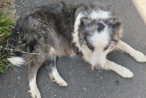 Alerta de Hallazgo Perro  Desconocido Ciry-le-Noble Francia