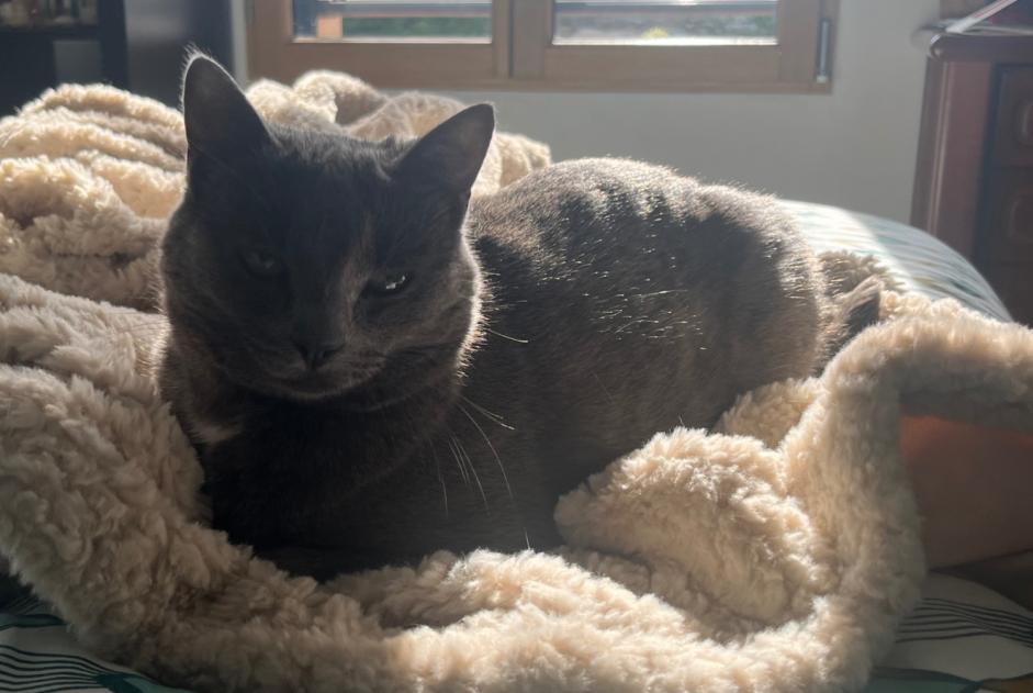 Alerta de Desaparición Gato Hembra , 4 años Gouville-sur-Mer Francia