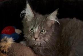 Alerta de Desaparición Gato  Hembra , 0 años Montreuil Francia