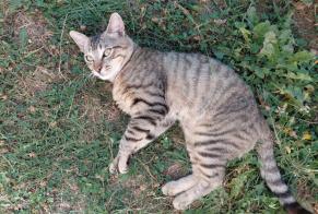 Alerta de Hallazgo Gato Macho Plerneuf Francia