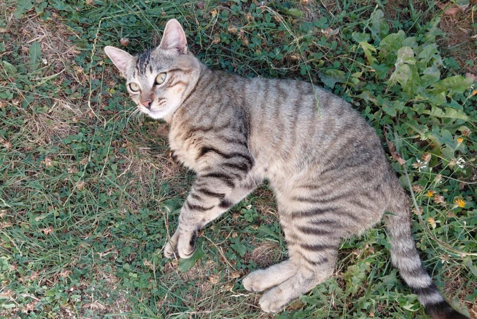 Alerta de Hallazgo Gato Macho Plerneuf Francia