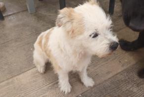 Alerta de Hallazgo Perro Macho Malherbe-sur-Ajon Francia