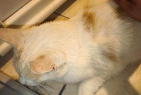 Alerta de Hallazgo Gato cruce Hembra Montluçon Francia