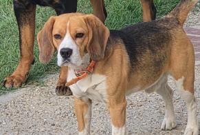Alerta de Hallazgo Perro  Macho Vernoy Francia