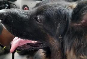 Alerta de Hallazgo Perro  Hembra Aucamville Francia