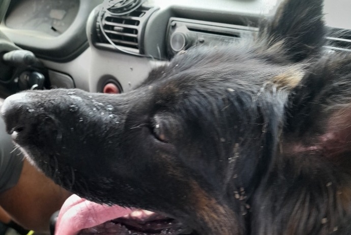 Alerta de Hallazgo Perro  Hembra Aucamville Francia