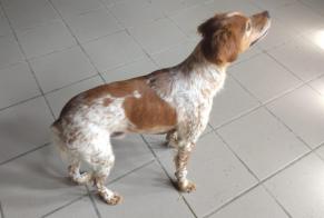Alerta de Hallazgo Perro  Macho Puylaurens Francia