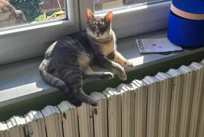 Alerta de Desaparición Gato  Hembra , 2 años Lagnieu Francia