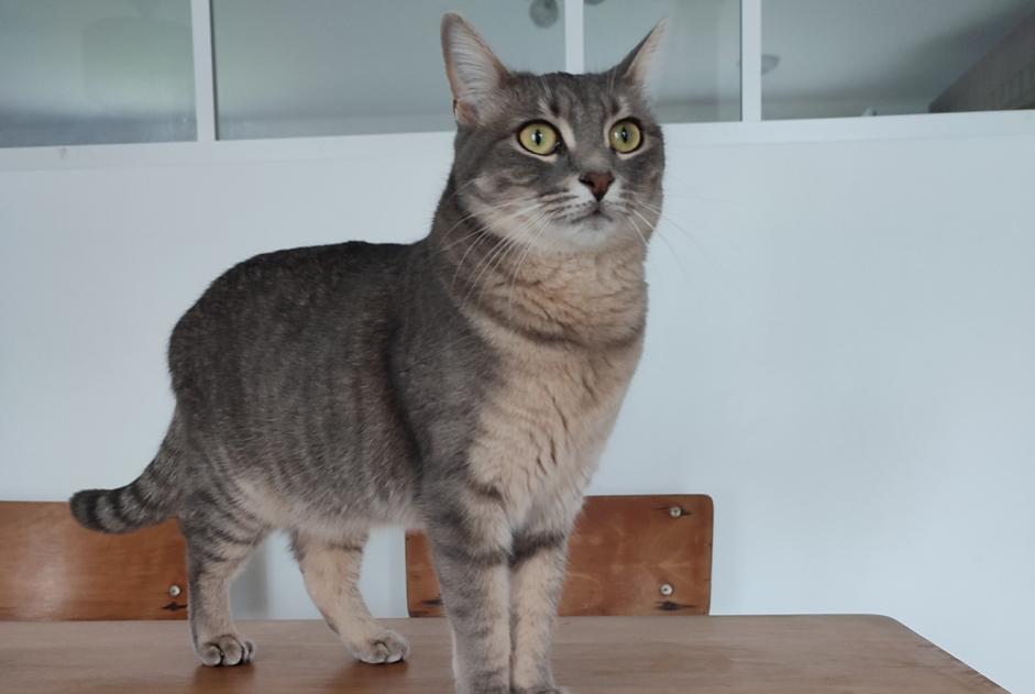 Alerta de Desaparición Gato  Hembra , 2 años Lagnieu Francia