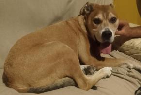 Alerta de Hallazgo Perro cruce Macho Oeyregave Francia