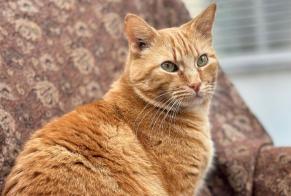 Alerta de Desaparición Gato Macho , 9 años Villeneuve-lès-Avignon Francia