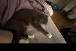 Alerta de Desaparición Gato cruce Macho , 13 años Vannes Francia