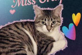 Alerta de Desaparición Gato  Hembra , 5 años Rœux Francia