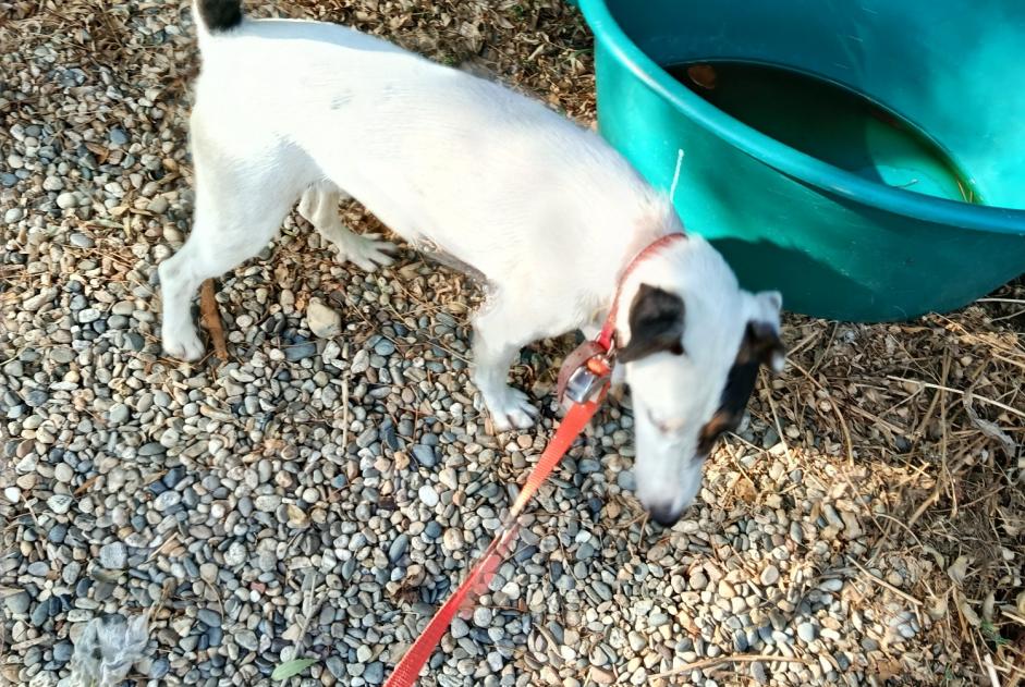 Alerta de Hallazgo Perro  Macho Lectoure Francia