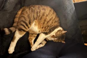 Alerta de Desaparición Gato  Macho , 4 años Chantilly Francia