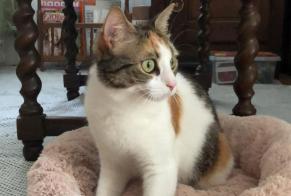 Alerta de Desaparición Gato  Hembra , 1 años Épinay-sur-Orge Francia