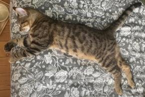 Alerta de Hallazgo Gato Macho Angoulême Francia
