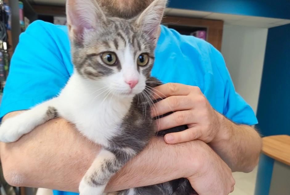 Alerta de Hallazgo Gato Macho Angers Francia