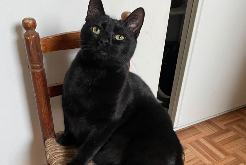 Alerta de Desaparición Gato Macho , 3 años Couëron Francia