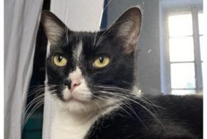 Alerta de Desaparición Gato cruce Macho , 9 años Toulouse Francia