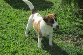Alerta de Desaparición Perro  Hembra , 4 años Vic-en-Bigorre Francia