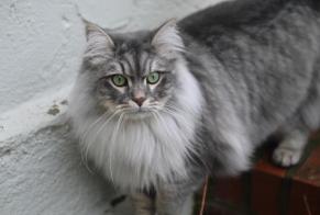 Alerta de Desaparición Gato  Macho , 40 años Neuville-sur-Saône Francia