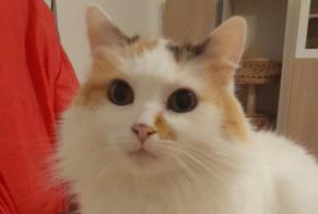 Alerta de Desaparición Gato Hembra , 9 años Saint-Trivier-de-Courtes Francia