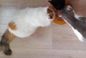 Alerta de Desaparición Gato Hembra , 9 años Saint-Trivier-de-Courtes Francia