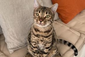 Alerta de Desaparición Gato  Macho , 4 años Marseille Francia
