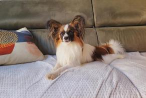 Alerta de Desaparición Perro  Macho , 1 años Moussac Francia