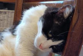 Alerta de Hallazgo Gato Hembra , 4 años Neuvic Francia