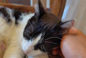 Alerta de Hallazgo Gato Hembra , 4 años Neuvic Francia