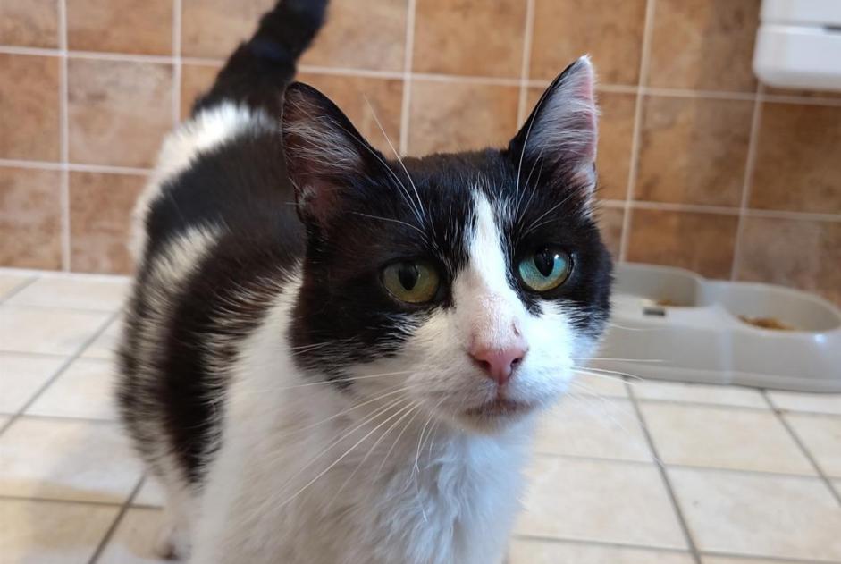 Alerta de Hallazgo Gato Hembra , 4 años Neuvic Francia