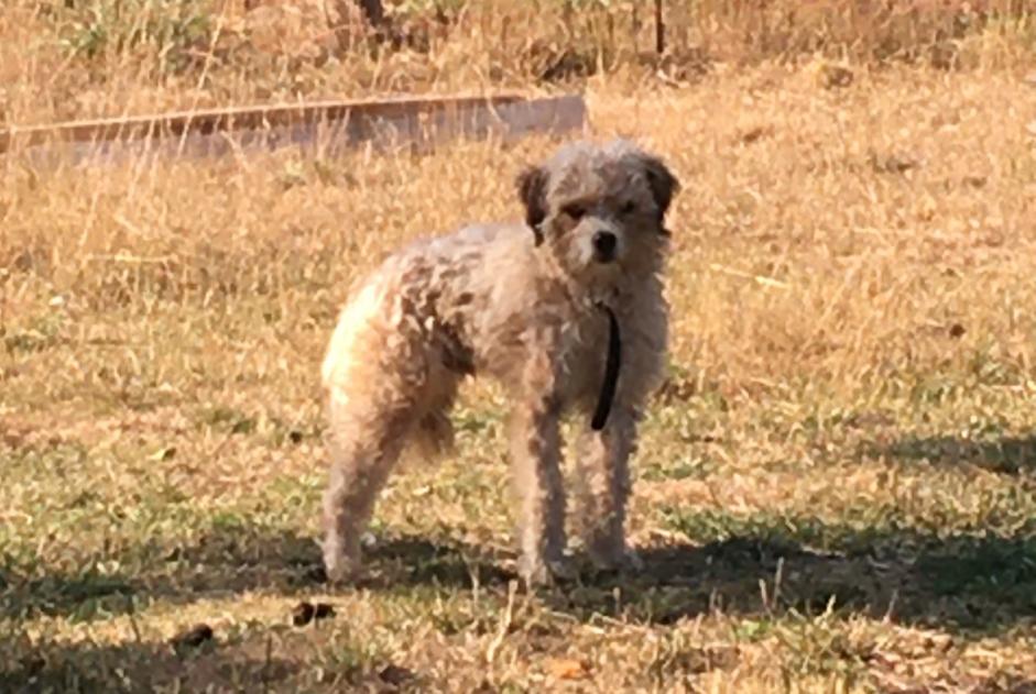 Alerta de Hallazgo Perro cruce Desconocido Le Chambon-sur-Lignon Francia
