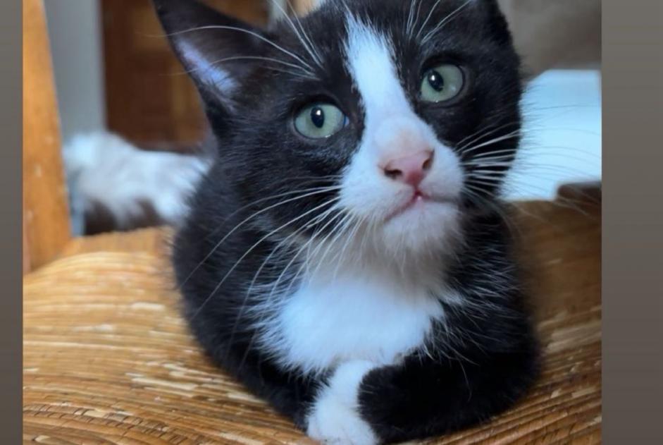 Alerta de Desaparición Gato Macho , 0 años La Roche-de-Glun Francia