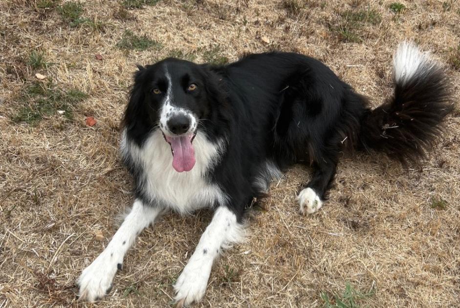 Alerta de Hallazgo Perro  Hembra Virazeil Francia