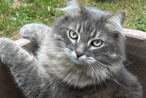 Alerta de Desaparición Gato cruce Macho , 8 años Cognac Francia