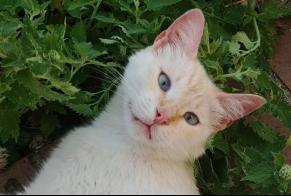 Alerta de Desaparición Gato  Macho , 3 años Cugand-la-Bernardière Francia