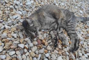 Alerta de Hallazgo Gato  Hembra Plaimpied-Givaudins Francia