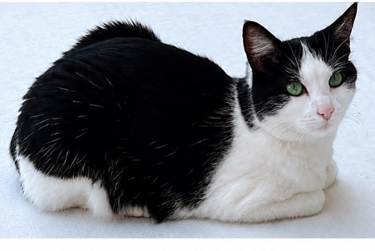Alerta de Desaparición Gato Hembra , 6 años Vallauris Francia