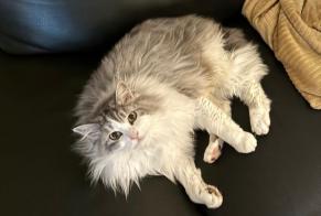 Alerta de Desaparición Gato cruce Hembra , 10 años La Chapelle-Saint-Luc Francia