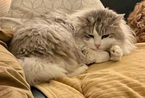 Alerta de Desaparición Gato cruce Hembra , 10 años La Chapelle-Saint-Luc Francia