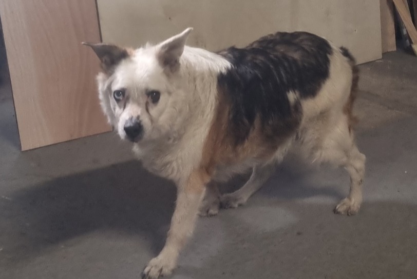 Alerta de Hallazgo Perro cruce Hembra Saint-Georges-des-Coteaux Francia
